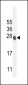 ATP6V0C Antibody (C-term)
